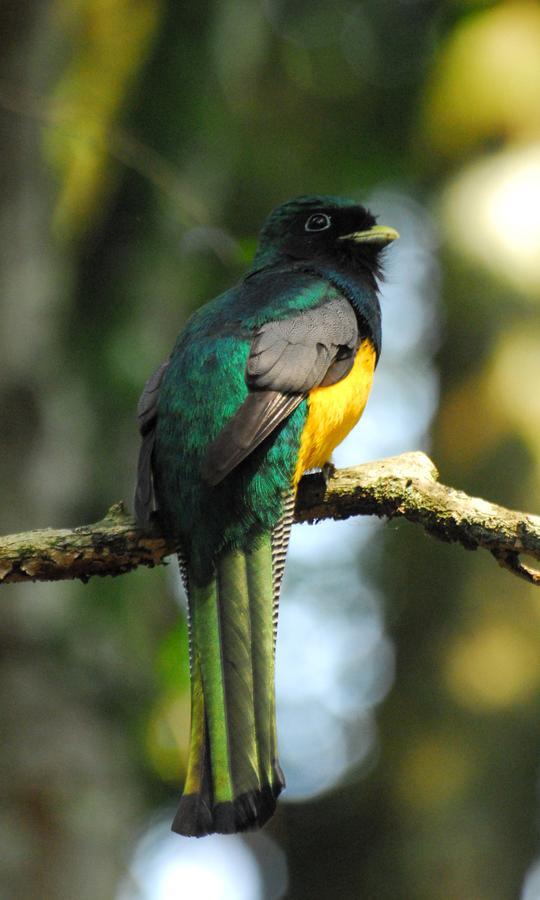 Yacutinga Lodge Puerto Iguazu Ngoại thất bức ảnh